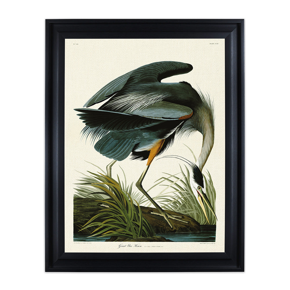 The Art Group John James Audubon Great Blue Heron Pre Framed - 60x80cm