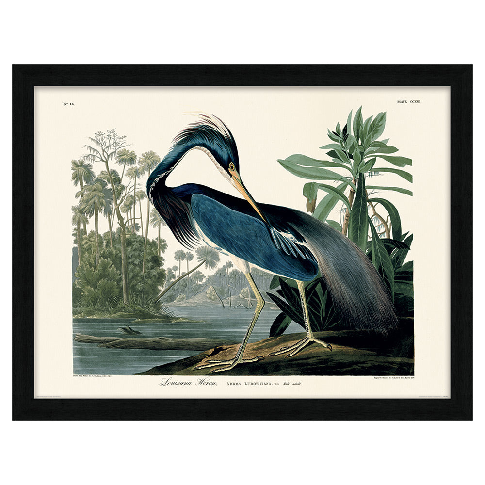 John James Audubon Louisiana Heron Pre Framed- 60x80cm The Art Group 1
