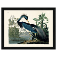 The Art Group John James Audubon Louisiana Heron Pre Framed- 60x80cm