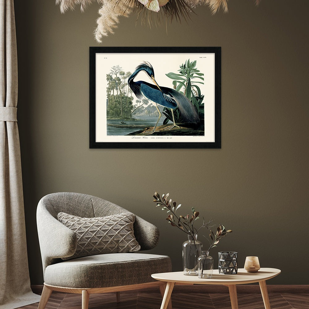 John James Audubon Louisiana Heron Pre Framed- 60x80cm The Art Group 2