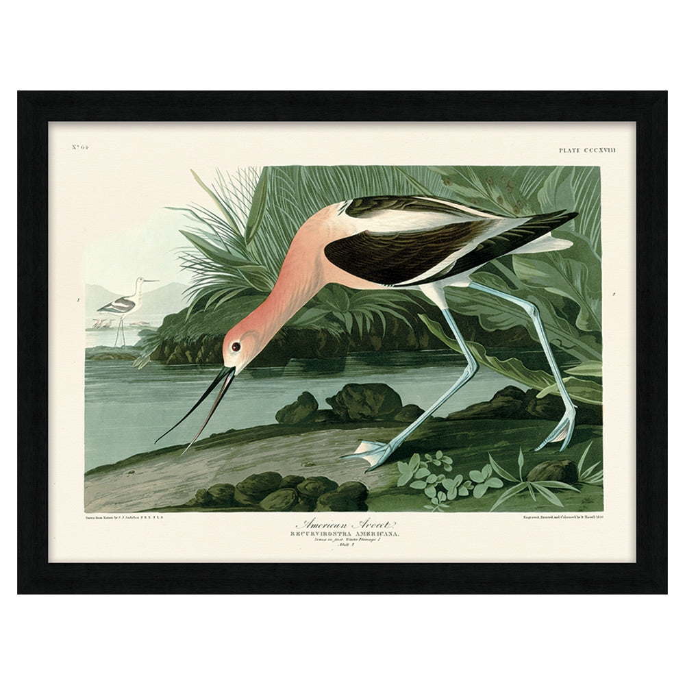 The Art Group John James Audubon American Avocet Pre Framed Art