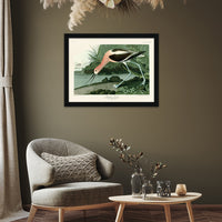 The Art Group John James Audubon American Avocet Pre Framed Art