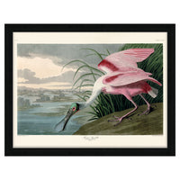 The Art Group John James Audubon Roseate Spoonbill Pre Framed- 60x80cm