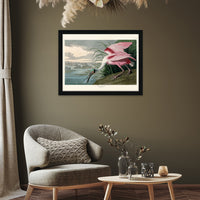 The Art Group John James Audubon Roseate Spoonbill Pre Framed- 60x80cm