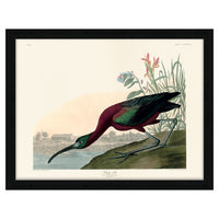 The Art Group John James Audubon Glossy Ibis Pre Framed - 60x80cm