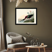 The Art Group John James Audubon Glossy Ibis Pre Framed - 60x80cm