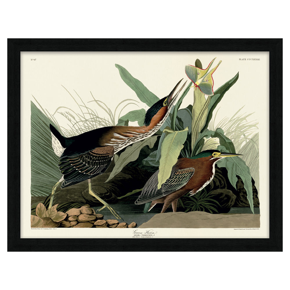 The Art Group John James Audubon Green Heron Pre Framed-60x80cm