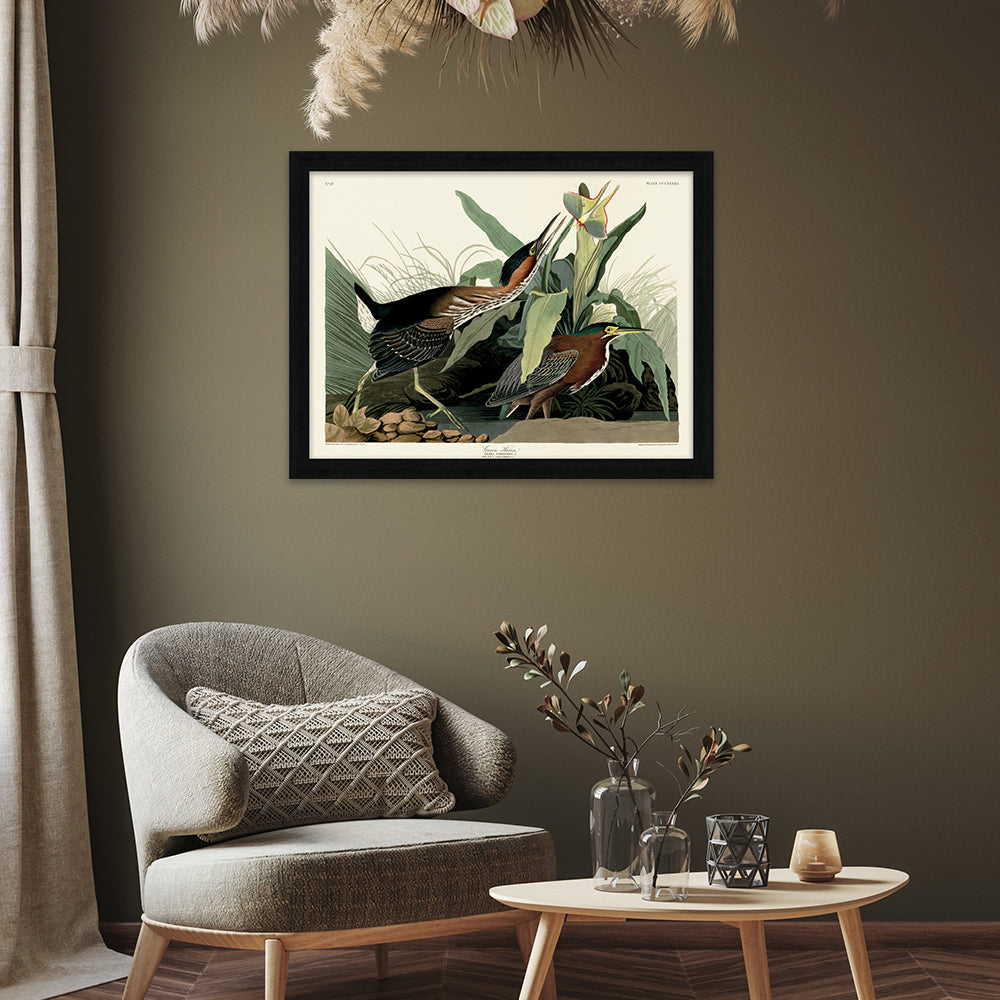 The Art Group John James Audubon Green Heron Pre Framed-60x80cm