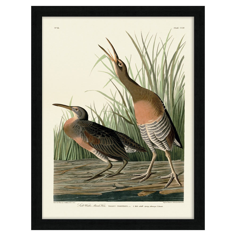 John James Audubon Salt Water Marsh Hen Pre Framed- 60x80cm The Art Group 1