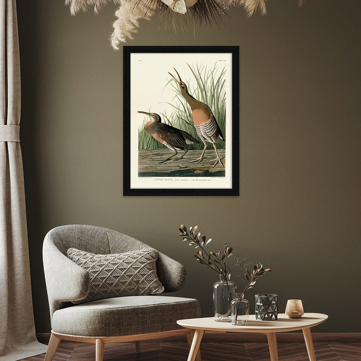John James Audubon Salt Water Marsh Hen Pre Framed- 60x80cm The Art Group 2