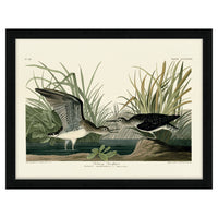 The Art Group John James Audubon Solitary Sandpiper Pre Framed- 60x80cm