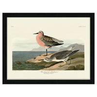 The Art Group John James Audubon Red-Breasted Sandpiper Pre Framed- 60x80cm