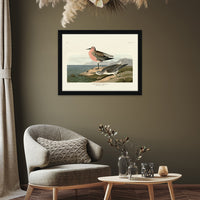 The Art Group John James Audubon Red-Breasted Sandpiper Pre Framed- 60x80cm