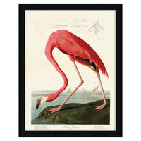 The Art Group John James Audubon American Flamingo Pre Framed - 60x80cm