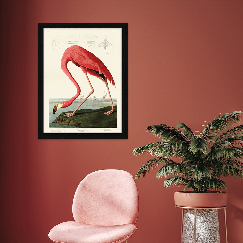 The Art Group John James Audubon American Flamingo Pre Framed - 60x80cm