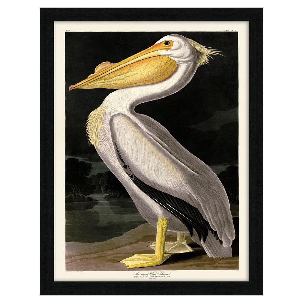 The Art Group John James Audubon American White Pelican Pre Framed - 60x80cm