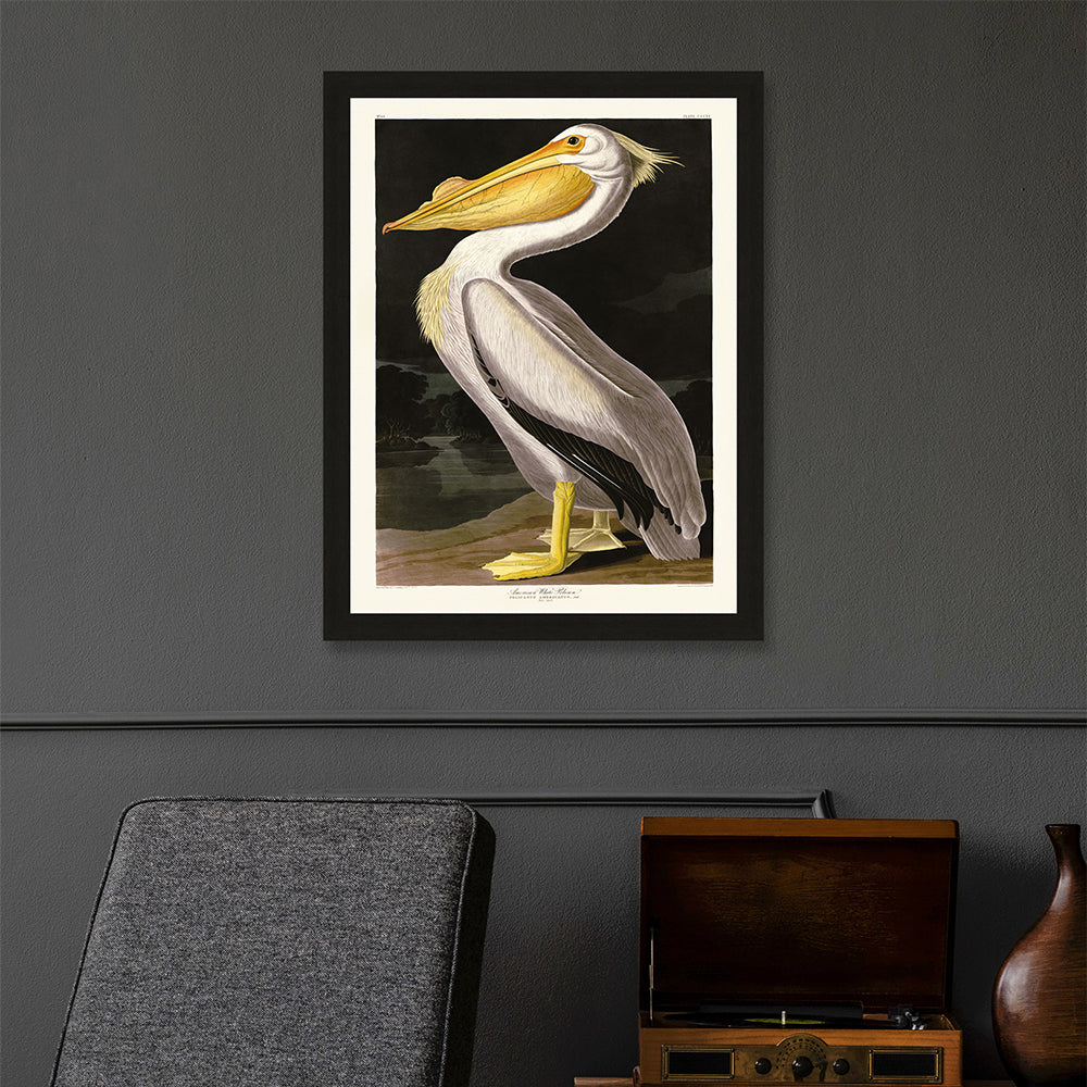 The Art Group John James Audubon American White Pelican Pre Framed - 60x80cm