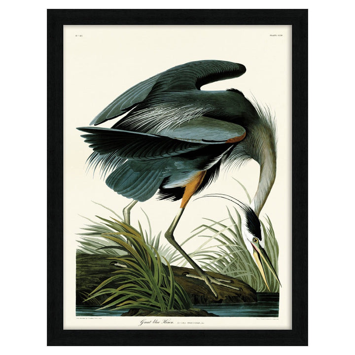 John James Audubon Great Blue Heron Pre Framed- 60x80cm The Art Group 1