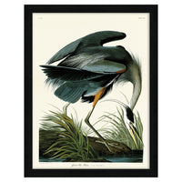 The Art Group John James Audubon Great Blue Heron Pre Framed- 60x80cm