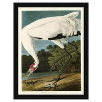 The Art Group John James Audubon Hooping Crane Pre Framed- 60x80cm