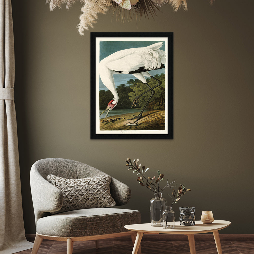 The Art Group John James Audubon Hooping Crane Pre Framed- 60x80cm