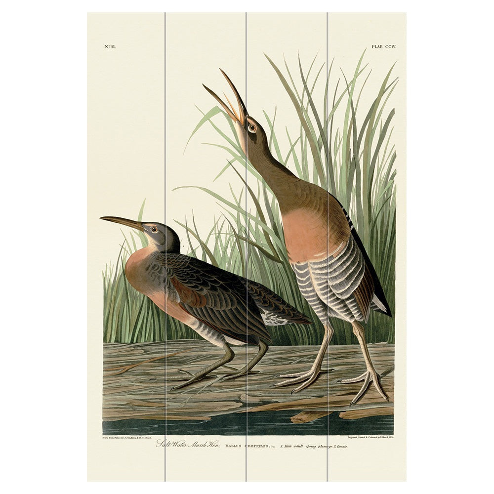 The Art Group John James Audubon (Salt Water Marsh Hen) Wood Print