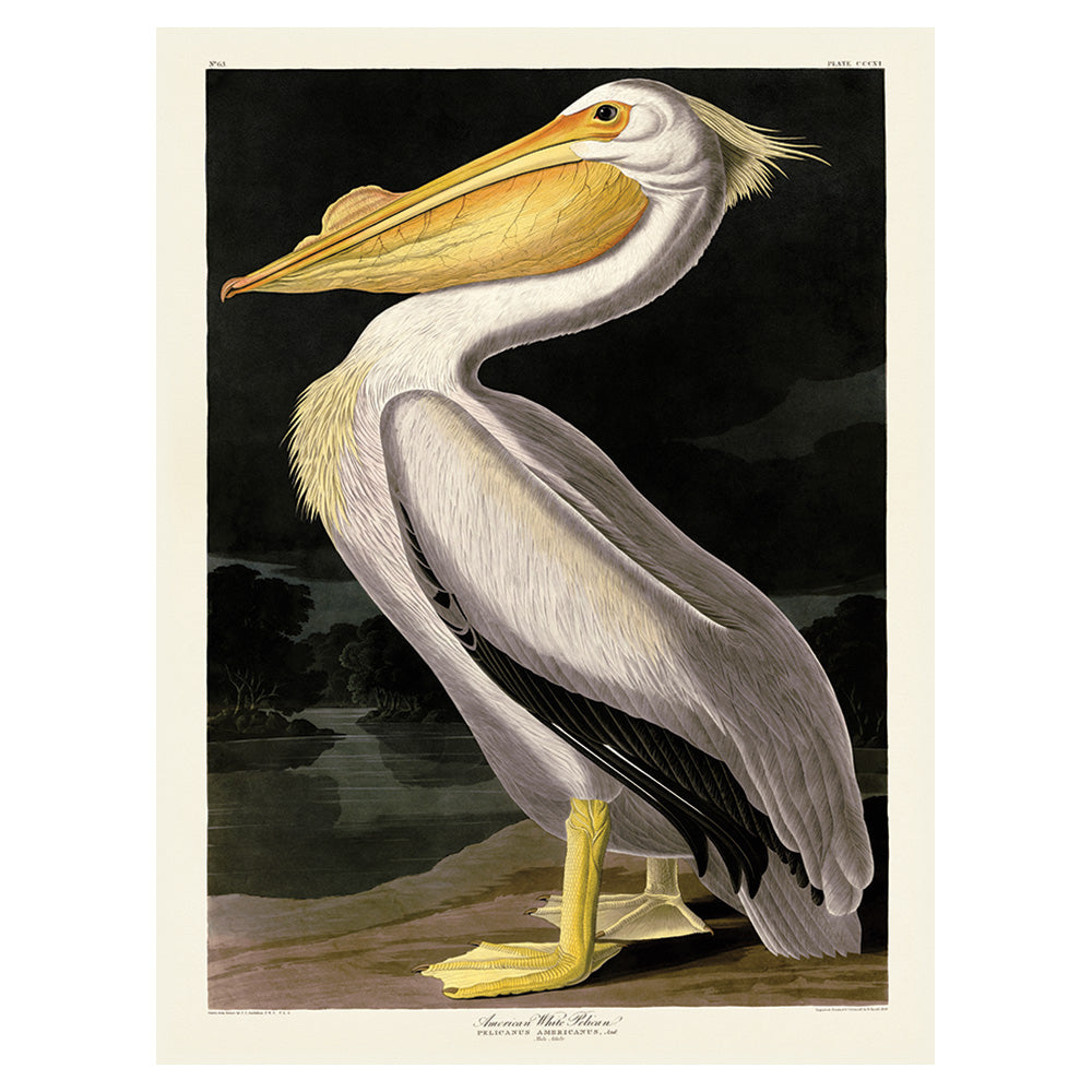 The Art Group John James Audubon American White Pelican Canvas Print