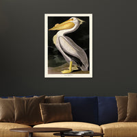 The Art Group John James Audubon American White Pelican Canvas Print