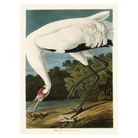 The Art Group John James Audubon Hooping Crane Canvas Print