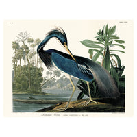 The Art Group John James Audubon Louisiana Heron Canvas Print