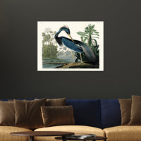 The Art Group John James Audubon Louisiana Heron Canvas Print