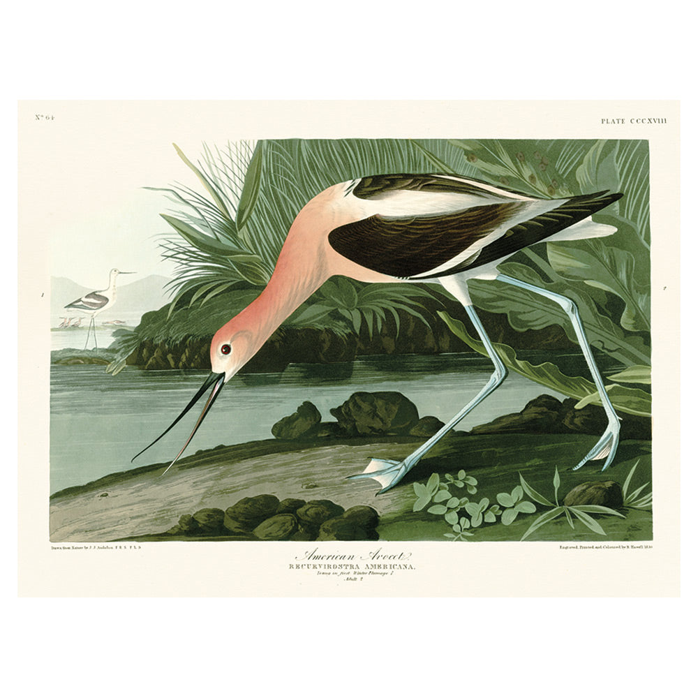 The Art Group John James Audubon American Avocet Canvas Print - 60x80cm