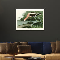 The Art Group John James Audubon American Avocet Canvas Print - 60x80cm