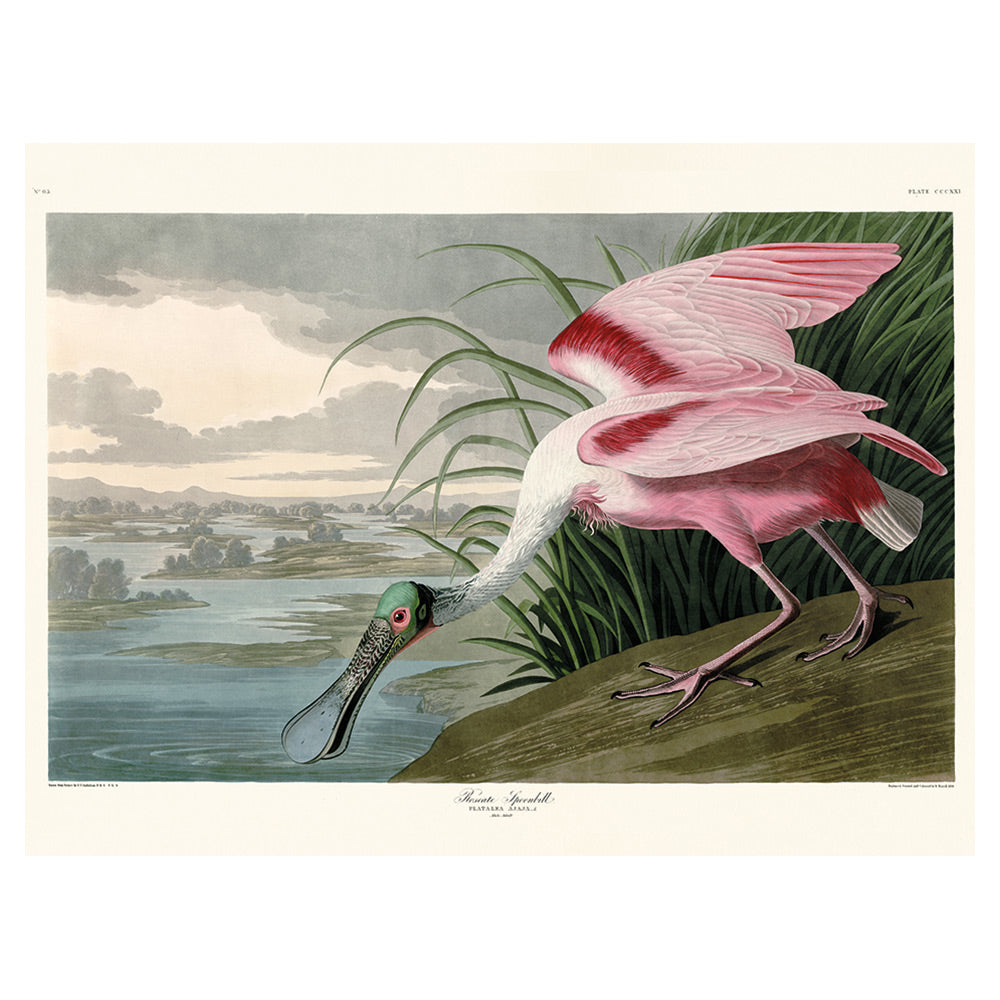 The Art Group John James Audubon Roseate Spoonbill Canvas Print