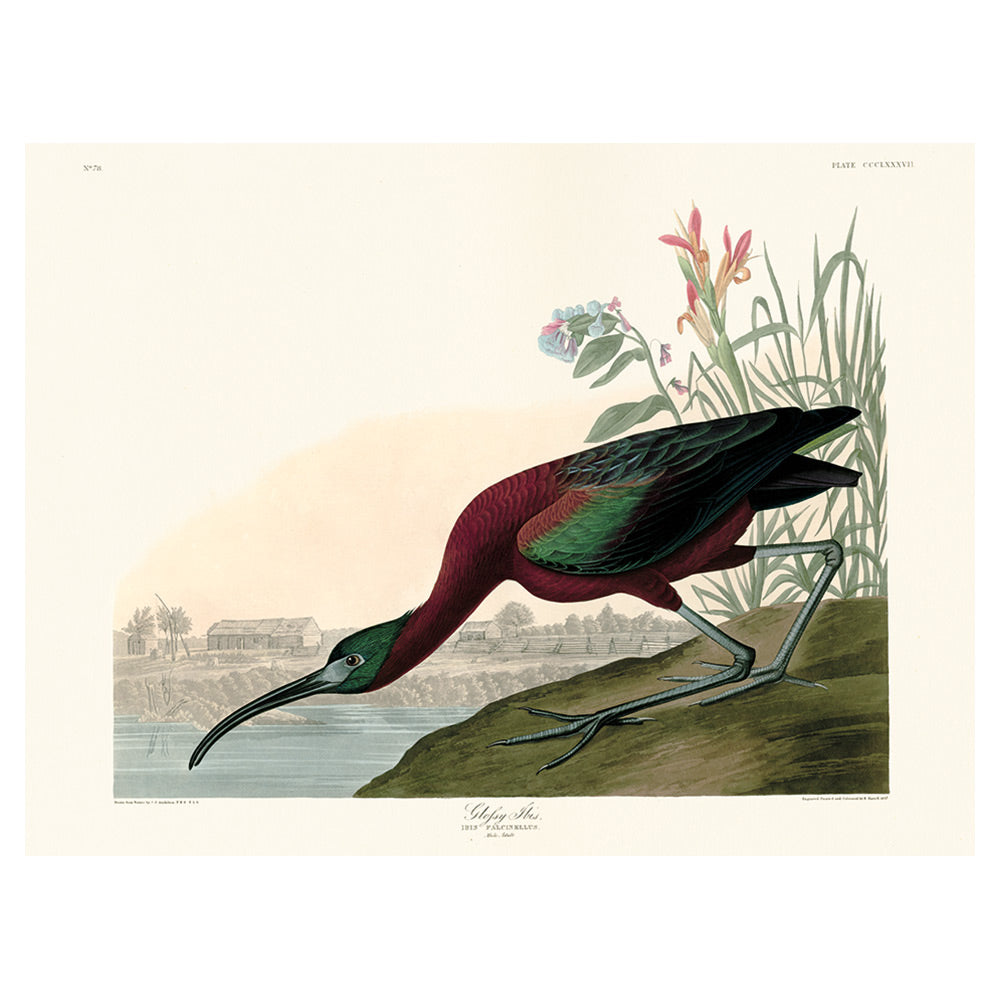 The Art Group John James Audubon Glossy Ibis Canvas Print