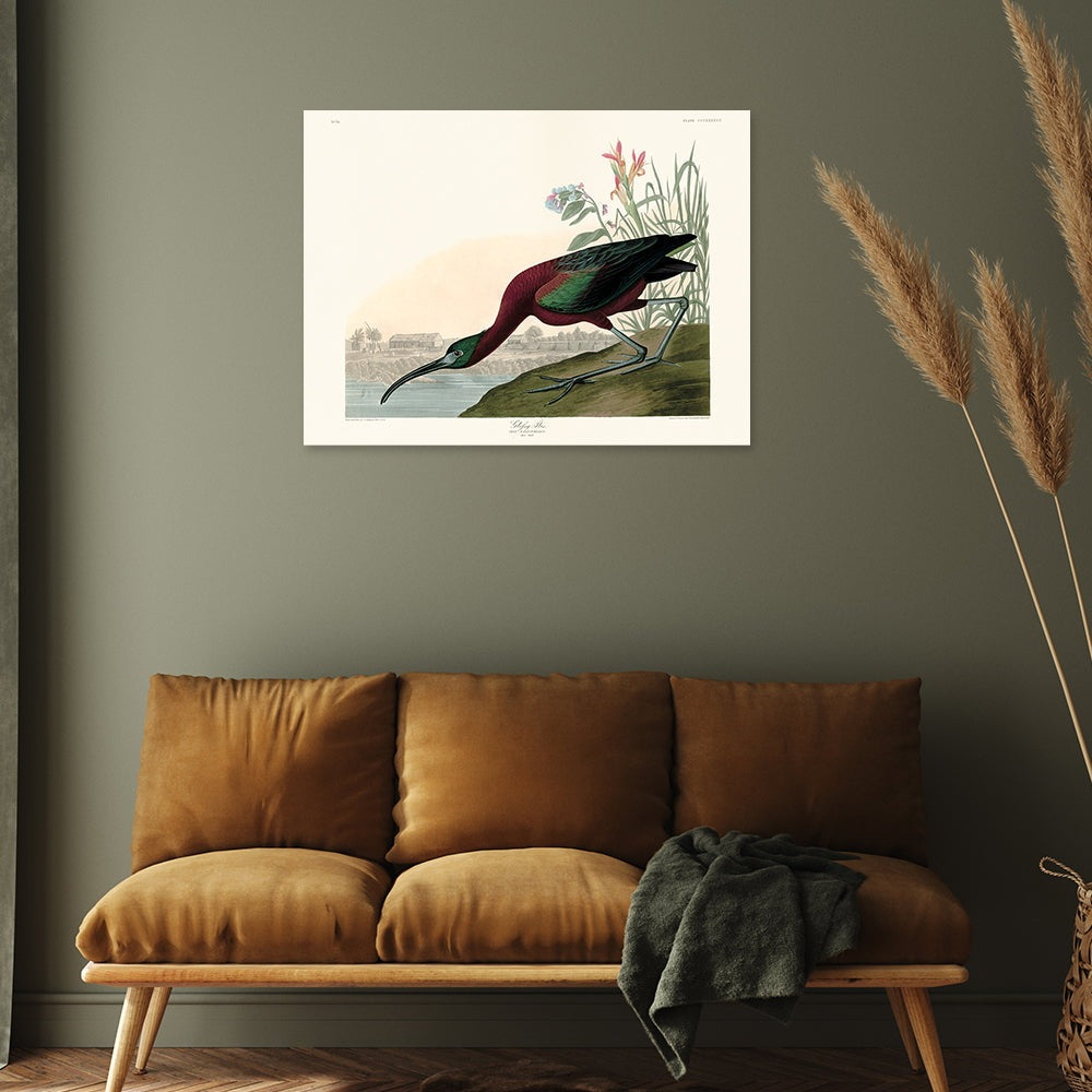 The Art Group John James Audubon Glossy Ibis Canvas Print