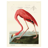 The Art Group John James Audubon American Flamingo Canvas Print