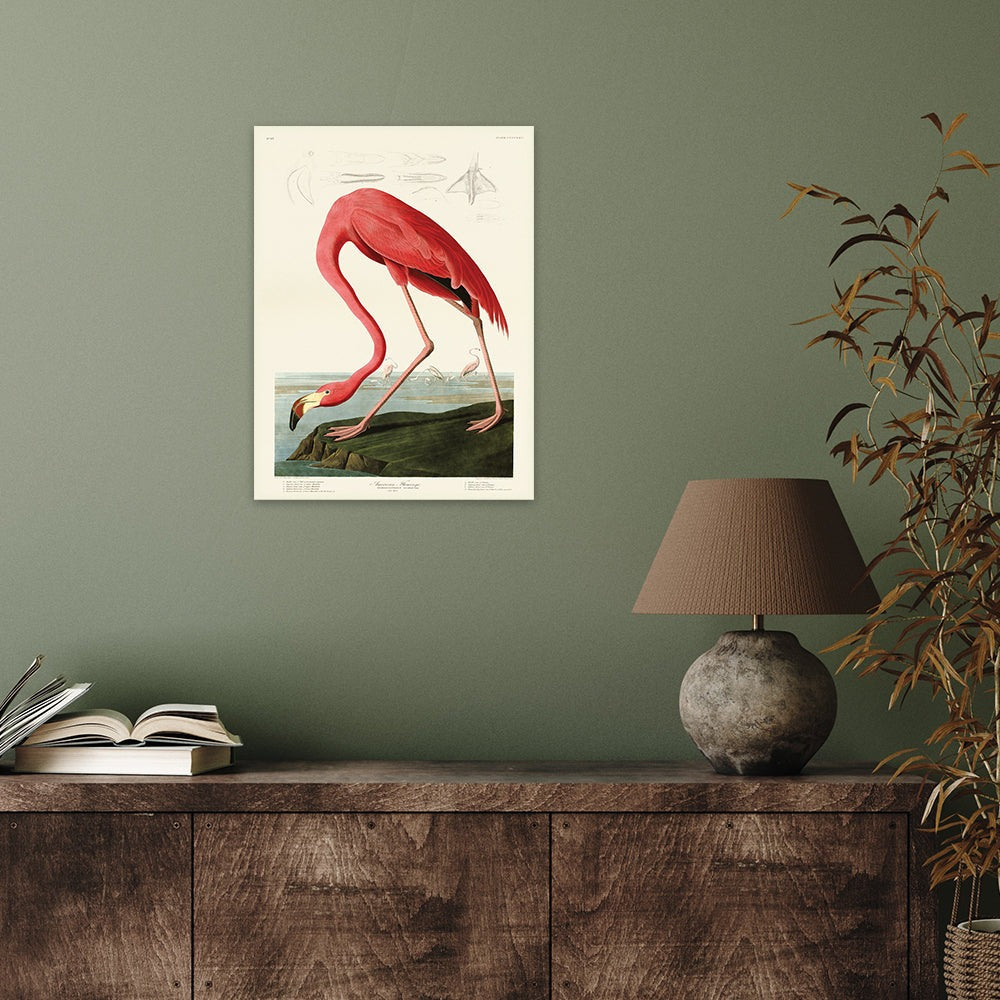 The Art Group John James Audubon American Flamingo Canvas Print