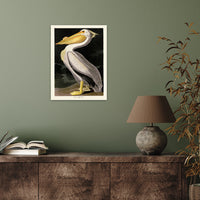 The Art Group John James Audubon American White Pelican Canvas Print