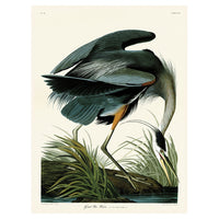 The Art Group John James Audubon Great Blue Heron Canvas Print