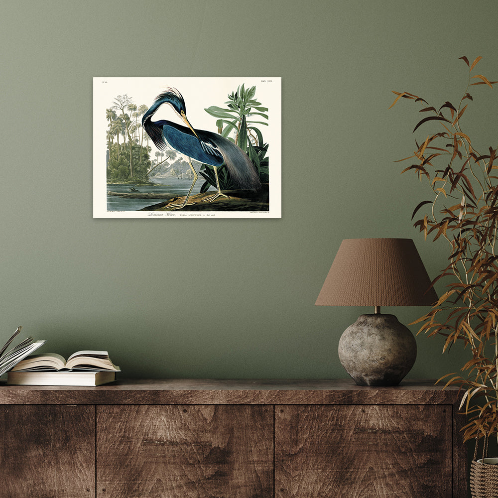 The Art Group John James Audubon Louisiana Heron Canvas Print