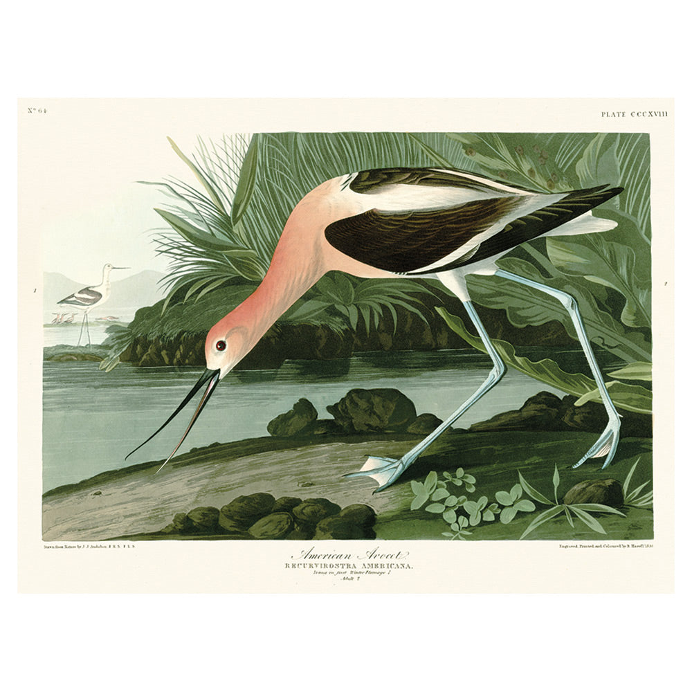 The Art Group John James Audubon American Avocet Pre Framed Art