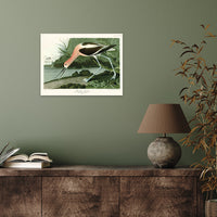 The Art Group John James Audubon American Avocet Pre Framed Art