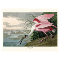 The Art Group John James Audubon Roseate Spoonbill Canvas Print