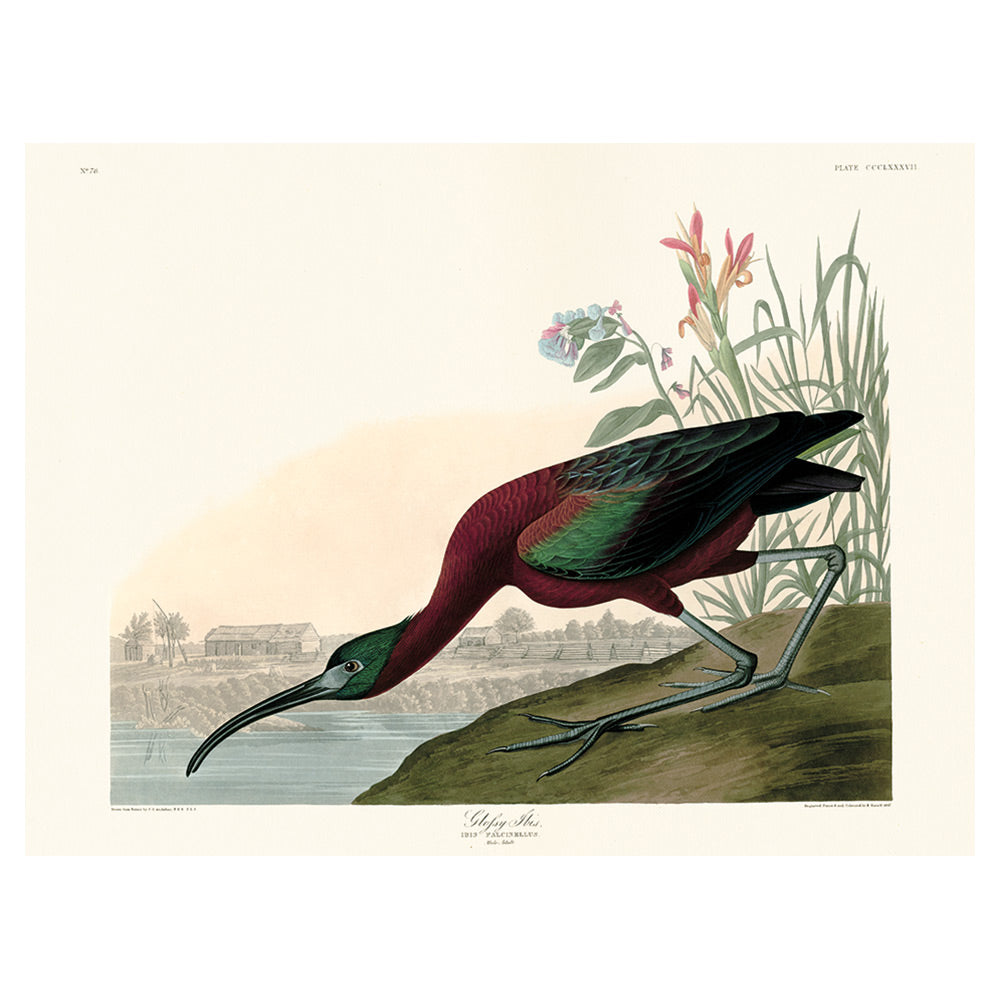 The Art Group John James Audubon Glossy Ibis Canvas Print