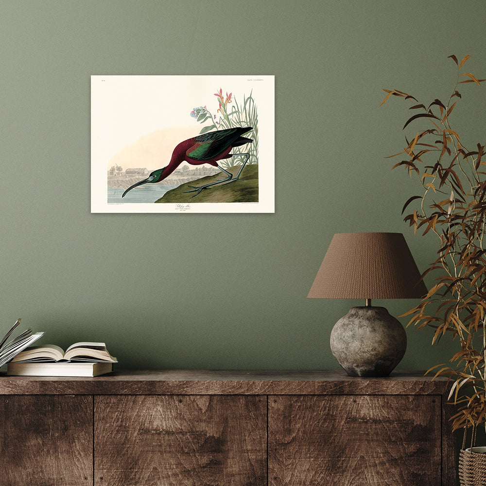 The Art Group John James Audubon Glossy Ibis Canvas Print